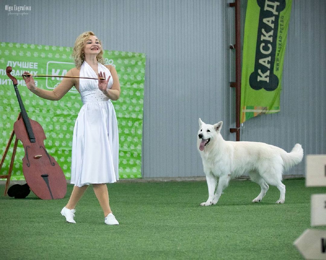 собака, Раменское, танцы с собаками, овчарка