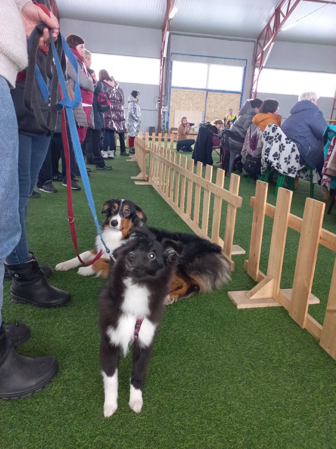 собака, Раменское, танцы с собаками, овчарка