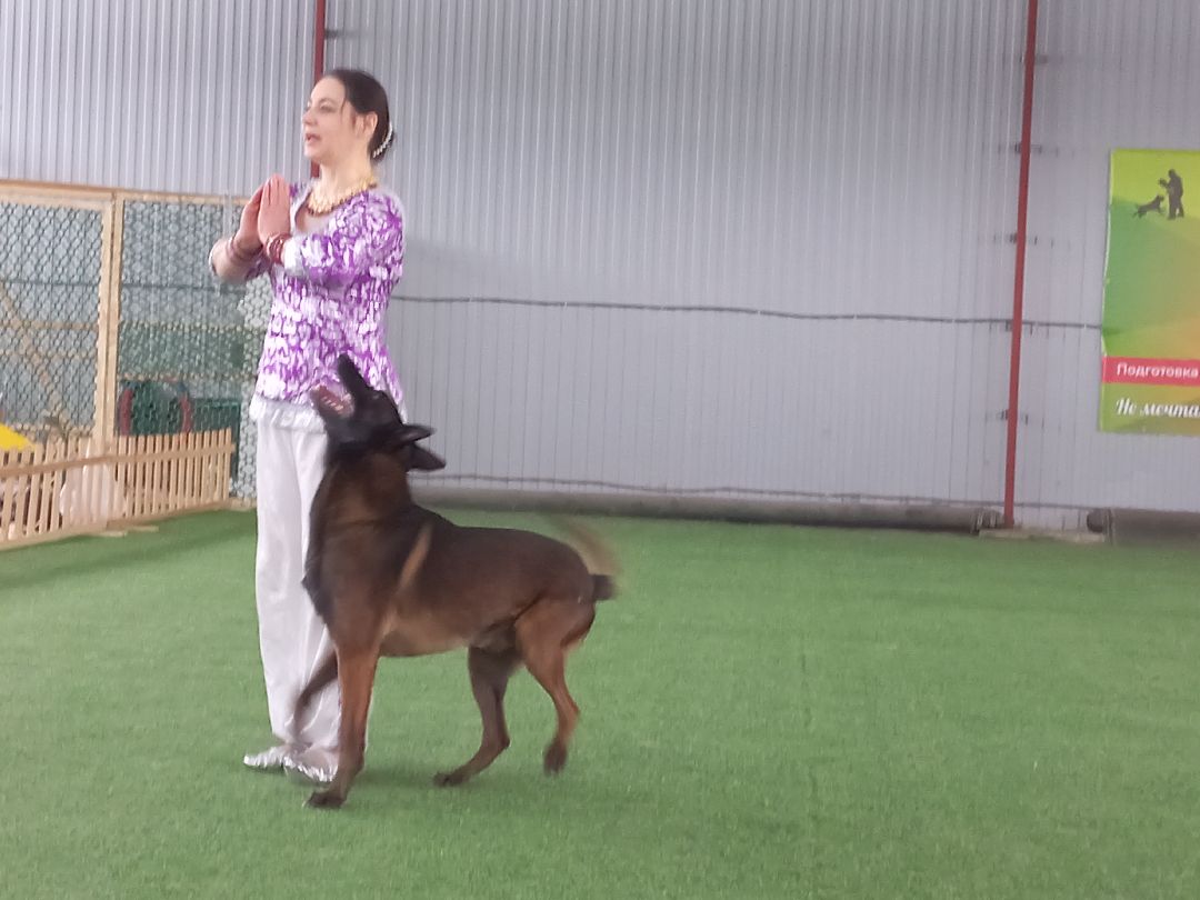 собака, Раменское, танцы с собаками, овчарка