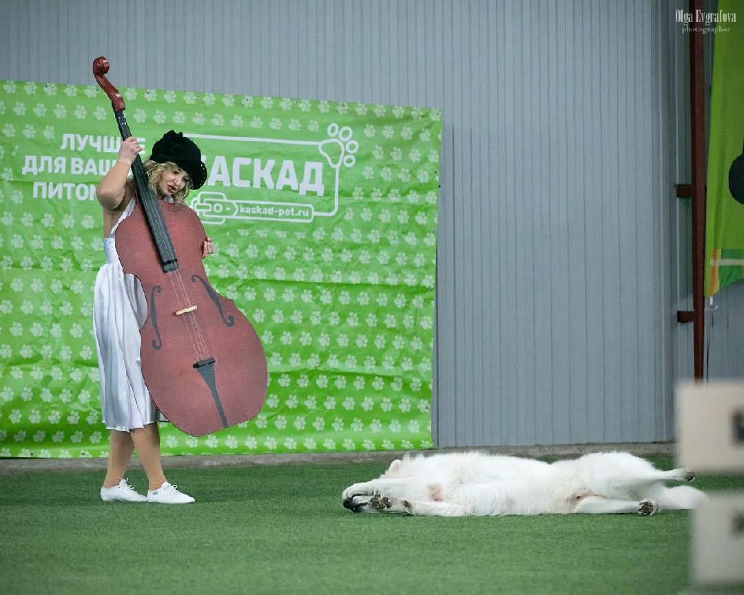 собака, Раменское, танцы с собаками, овчарка