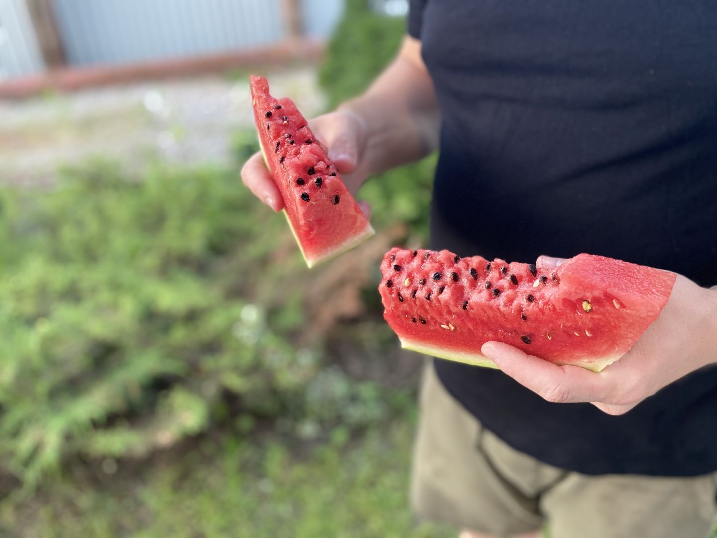 арбузы, Воскресенск, лето, бахчевые развалы