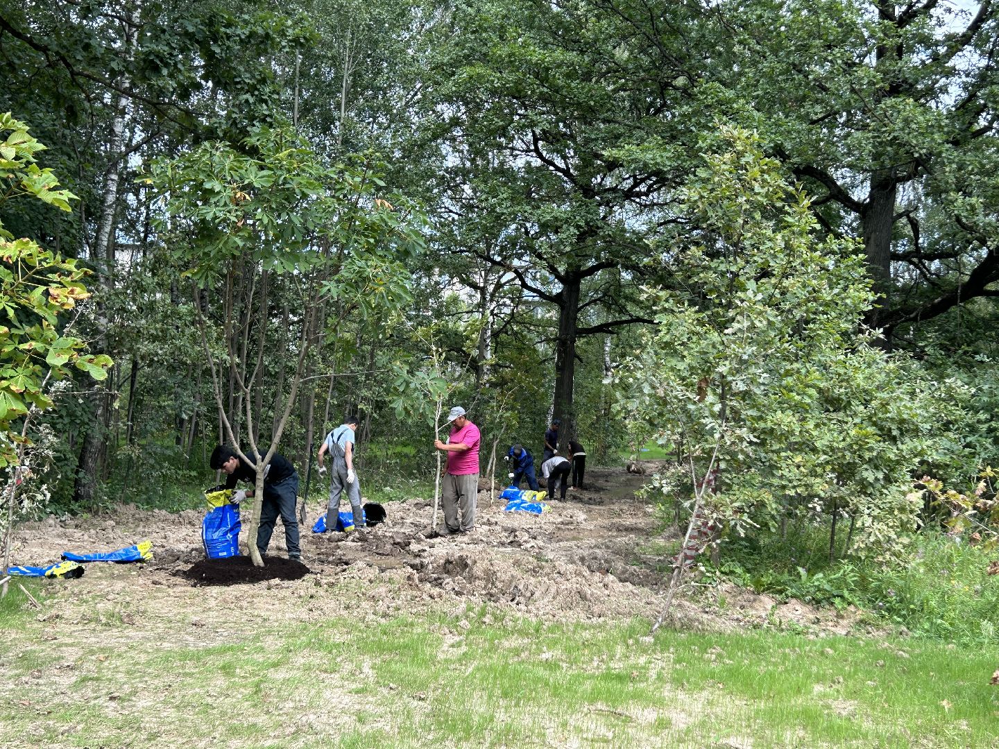 благоустройство, лесопарк, Фрязино
