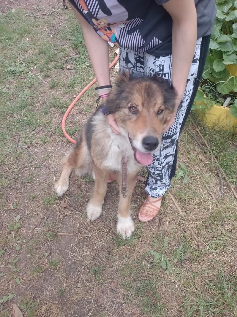 SOS, брошенные собаки, породистые собаки, разведенцы, жестокое обращение с животными, Томилино