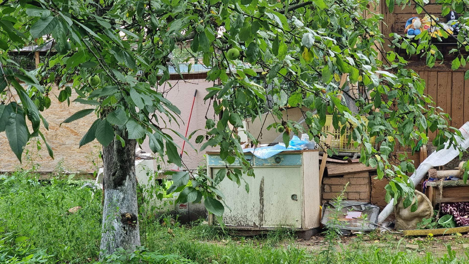 SOS, брошенные собаки, породистые собаки, разведенцы, жестокое обращение с животными, Томилино