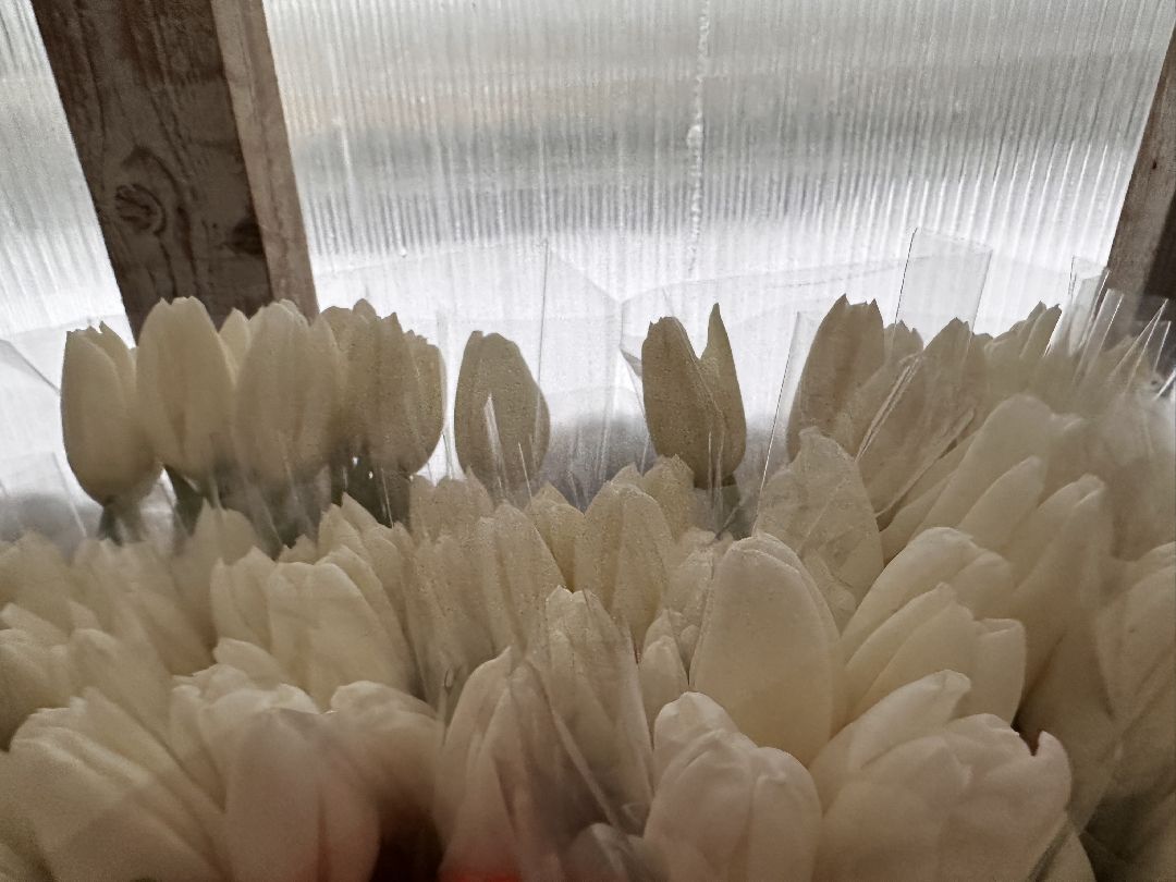 Одинцовский округ, Семейный бизнес, Многодетные семьи, 8 марта, Тюльпаны, Галина Погончикова, село Каринское