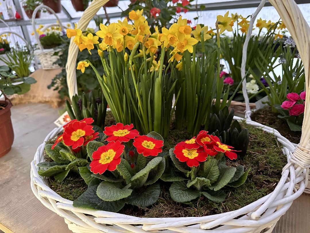 Одинцовский округ, Семейный бизнес, Многодетные семьи, 8 марта, Тюльпаны, Галина Погончикова, село Каринское