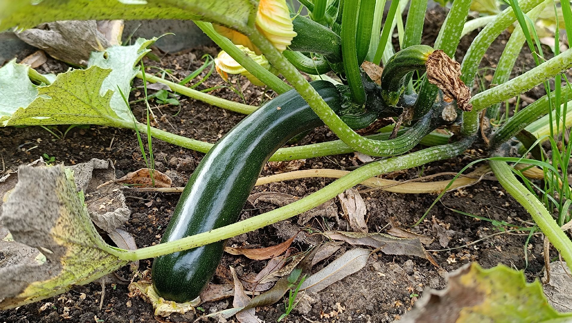 Лобня, огород, парк