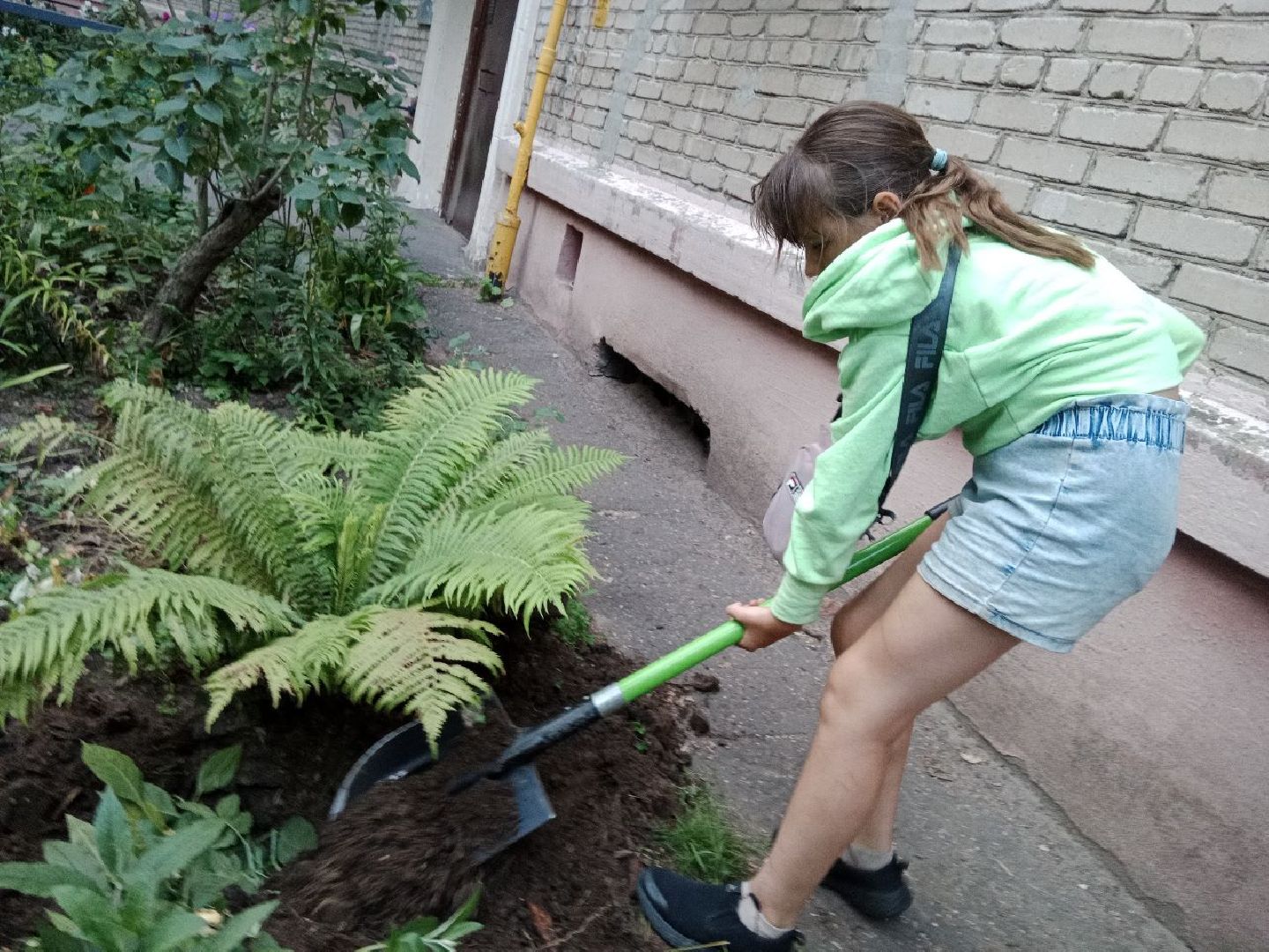 Город-сад, волонтёры, черенкование, растения, многолетники