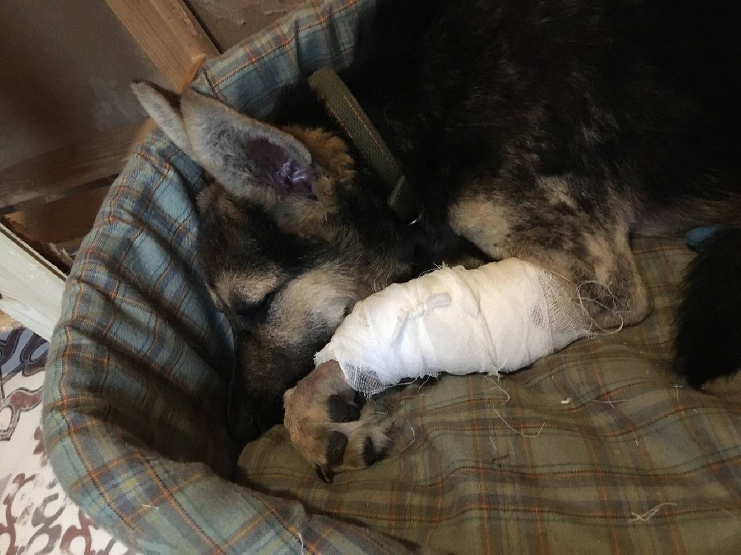 Домодедово, спасти Джека, живодеры, щенок, спасение животных, доброе дело, история жителя, брошенный пес, сломанная лапа, ветклиника