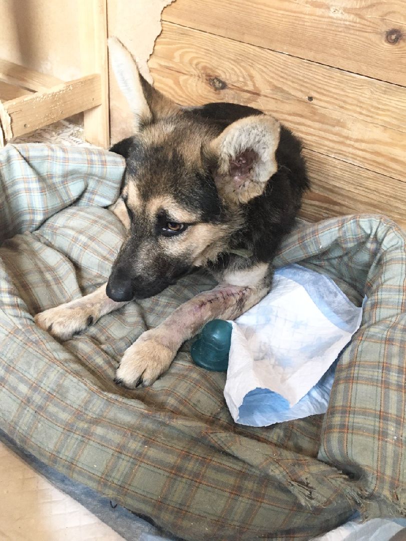 Домодедово, спасти Джека, живодеры, щенок, спасение животных, доброе дело, история жителя, брошенный пес, сломанная лапа, ветклиника