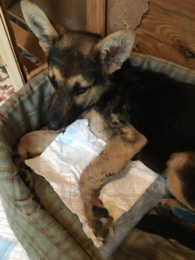 Домодедово, спасти Джека, живодеры, щенок, спасение животных, доброе дело, история жителя, брошенный пес, сломанная лапа, ветклиника