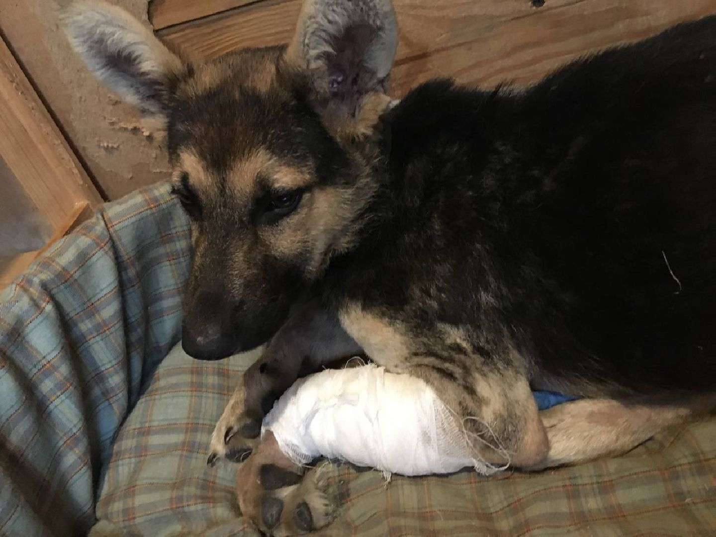 Домодедово, спасти Джека, живодеры, щенок, спасение животных, доброе дело, история жителя, брошенный пес, сломанная лапа, ветклиника