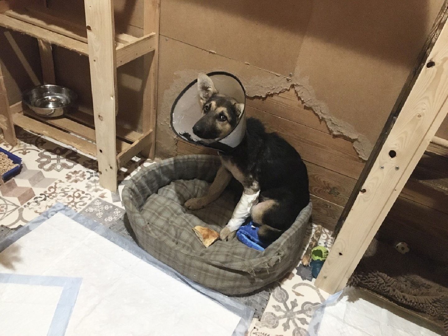 Домодедово, спасти Джека, живодеры, щенок, спасение животных, доброе дело, история жителя, брошенный пес, сломанная лапа, ветклиника