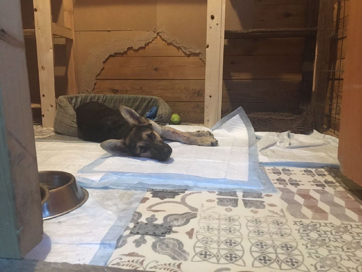 Домодедово, спасти Джека, живодеры, щенок, спасение животных, доброе дело, история жителя, брошенный пес, сломанная лапа, ветклиника