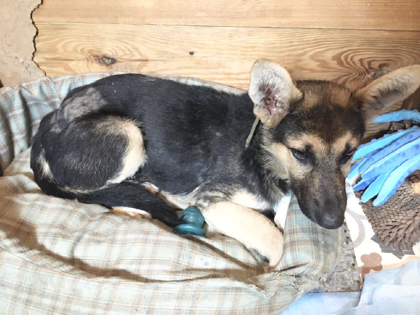 Домодедово, спасти Джека, живодеры, щенок, спасение животных, доброе дело, история жителя, брошенный пес, сломанная лапа, ветклиника