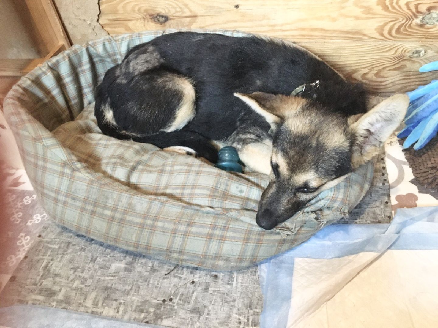 Домодедово, спасти Джека, живодеры, щенок, спасение животных, доброе дело, история жителя, брошенный пес, сломанная лапа, ветклиника