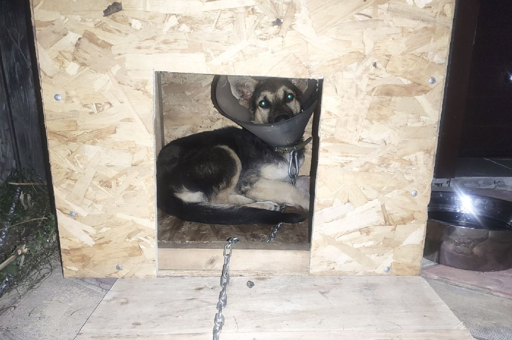 Домодедово, спасти Джека, живодеры, щенок, спасение животных, доброе дело, история жителя, брошенный пес, сломанная лапа, ветклиника