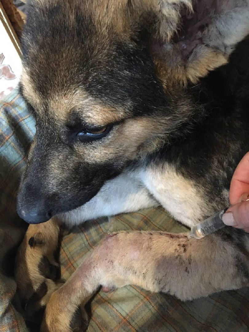 Домодедово, спасти Джека, живодеры, щенок, спасение животных, доброе дело, история жителя, брошенный пес, сломанная лапа, ветклиника