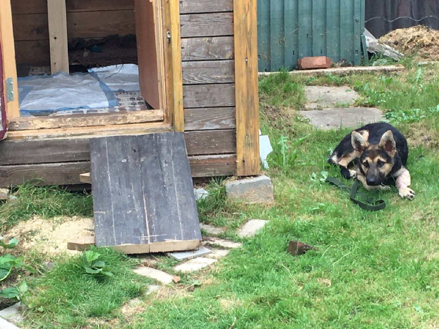 Домодедово, спасти Джека, живодеры, щенок, спасение животных, доброе дело, история жителя, брошенный пес, сломанная лапа, ветклиника