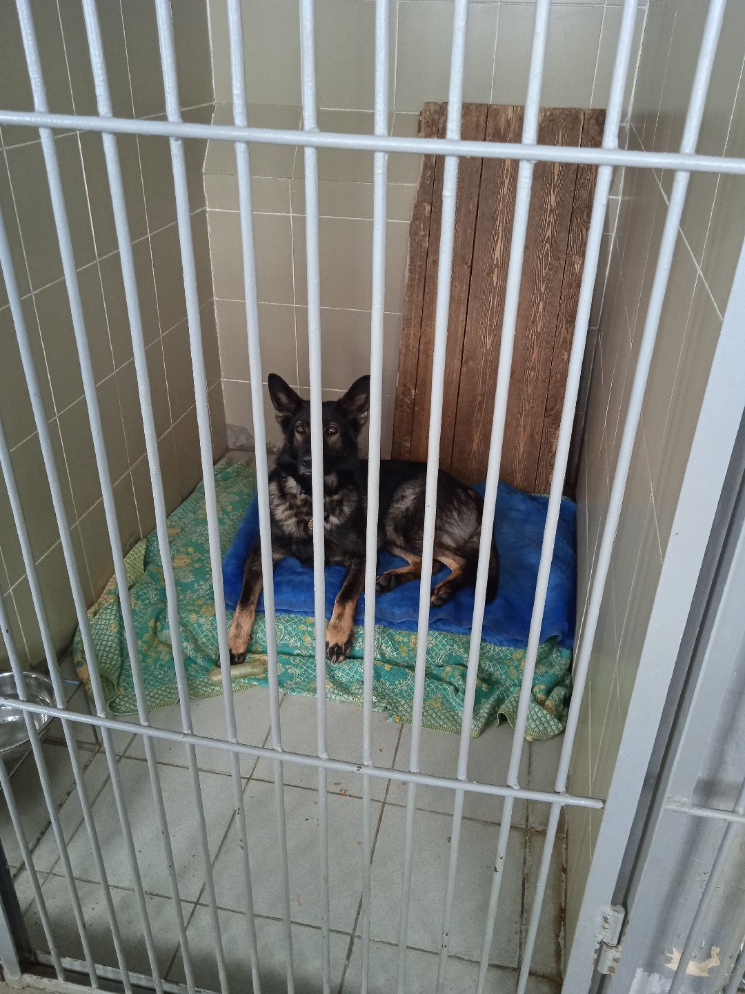 Центроспас, кинологи, собаки, спасатели, овчарки