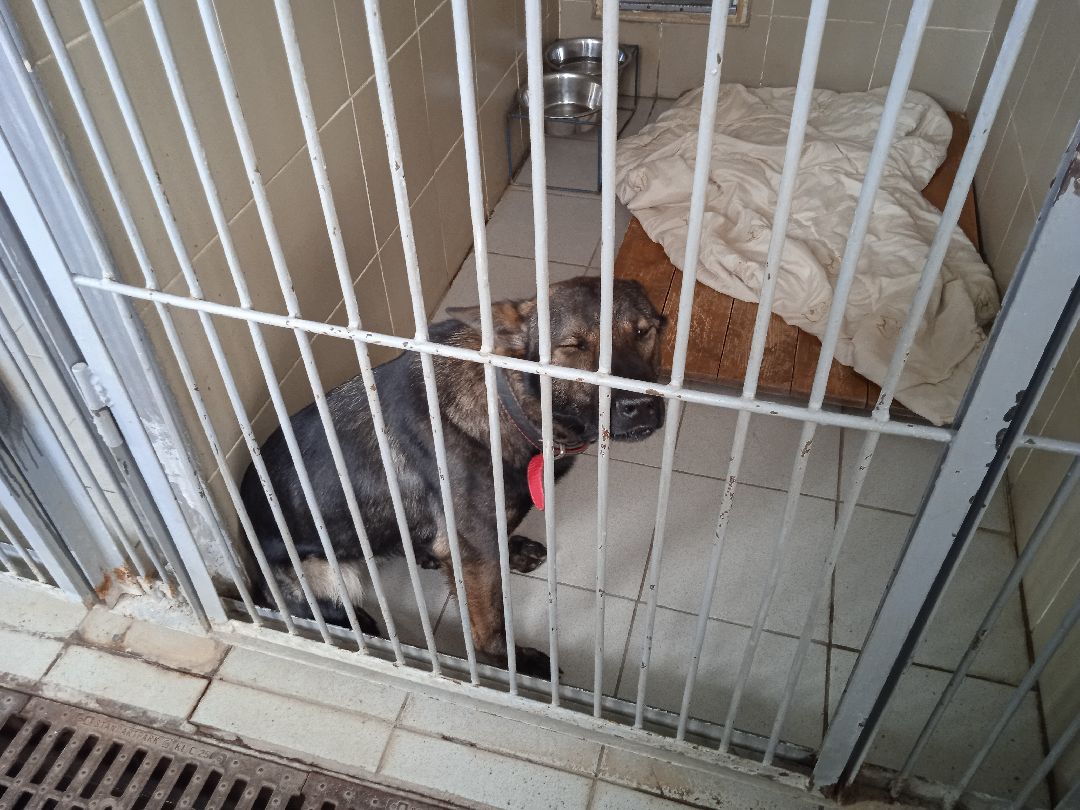 Центроспас, кинологи, собаки, спасатели, овчарки