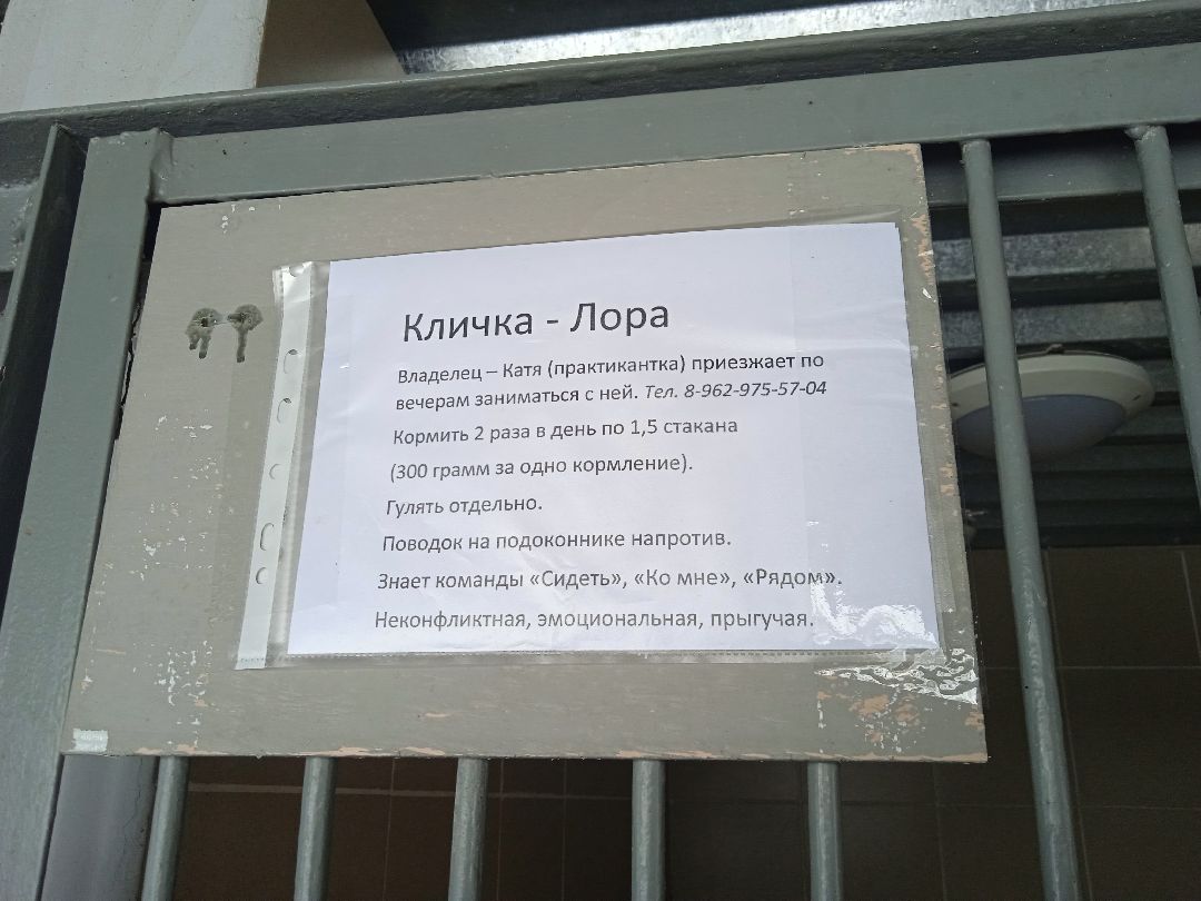 Центроспас, кинологи, собаки, спасатели, овчарки