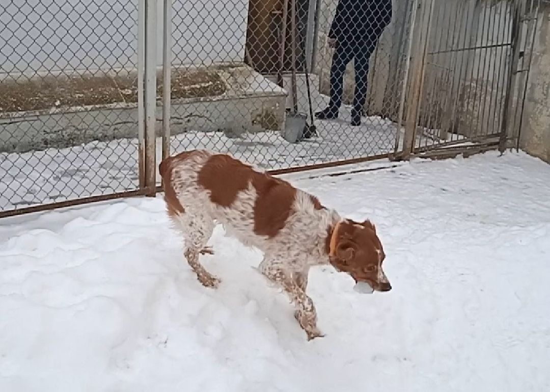 Центроспас, кинологи, собаки, спасатели, овчарки