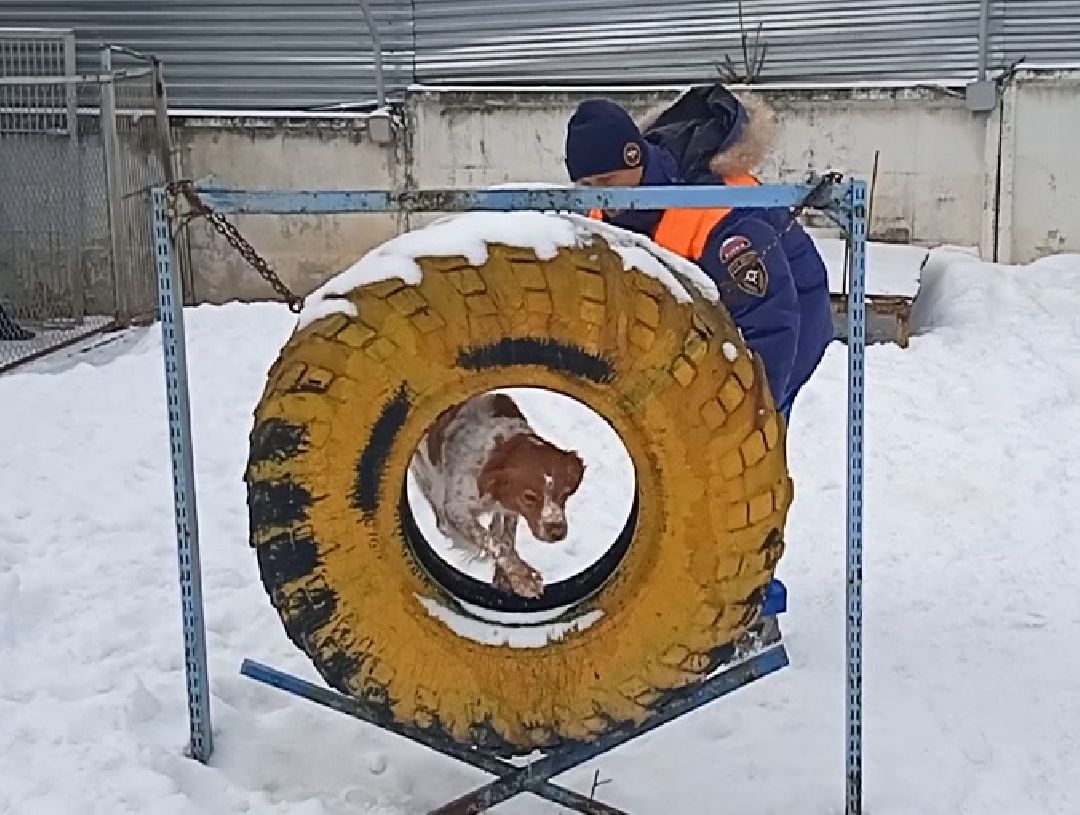 Центроспас, кинологи, собаки, спасатели, овчарки