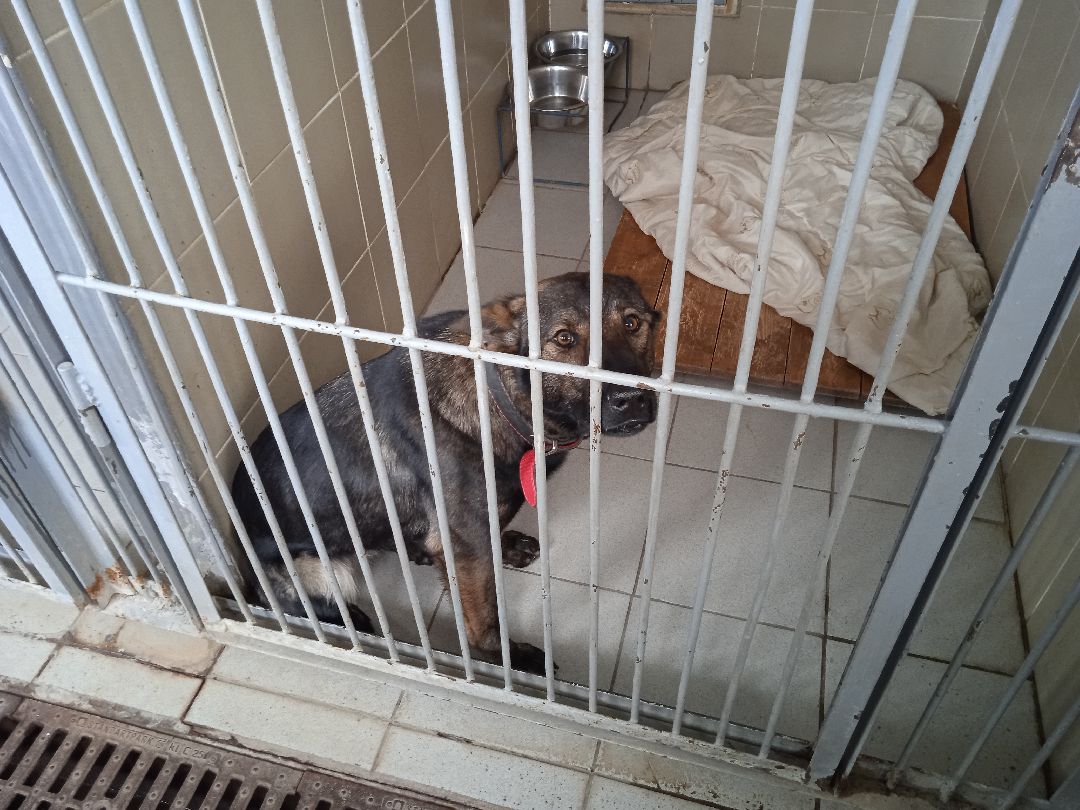 Центроспас, кинологи, собаки, спасатели, овчарки