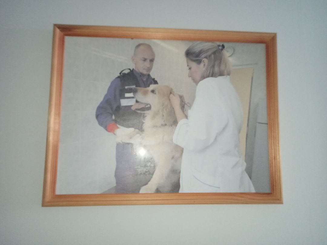 Центроспас, кинологи, собаки, спасатели, овчарки