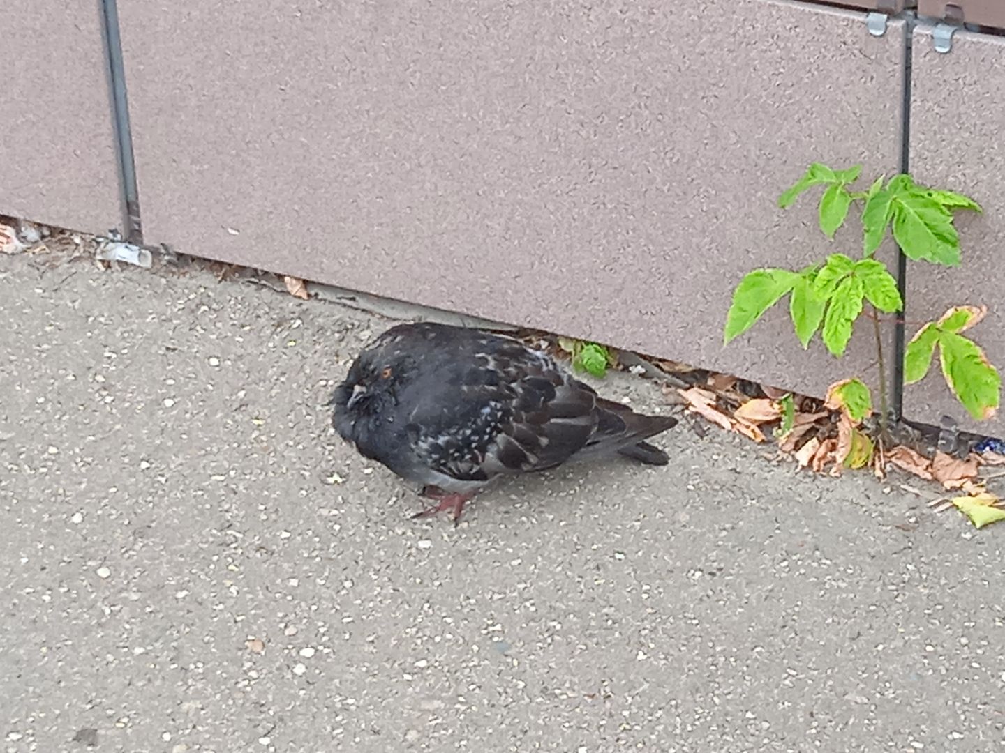 птичий, грипп, вирус, птицы, голуби, чайки, H5