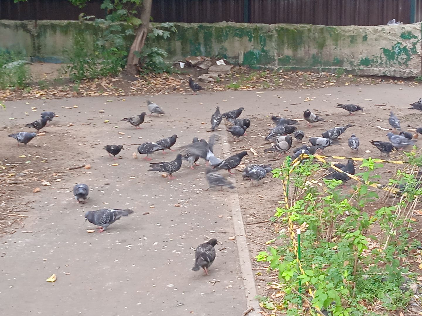 птичий, грипп, вирус, птицы, голуби, чайки, H5