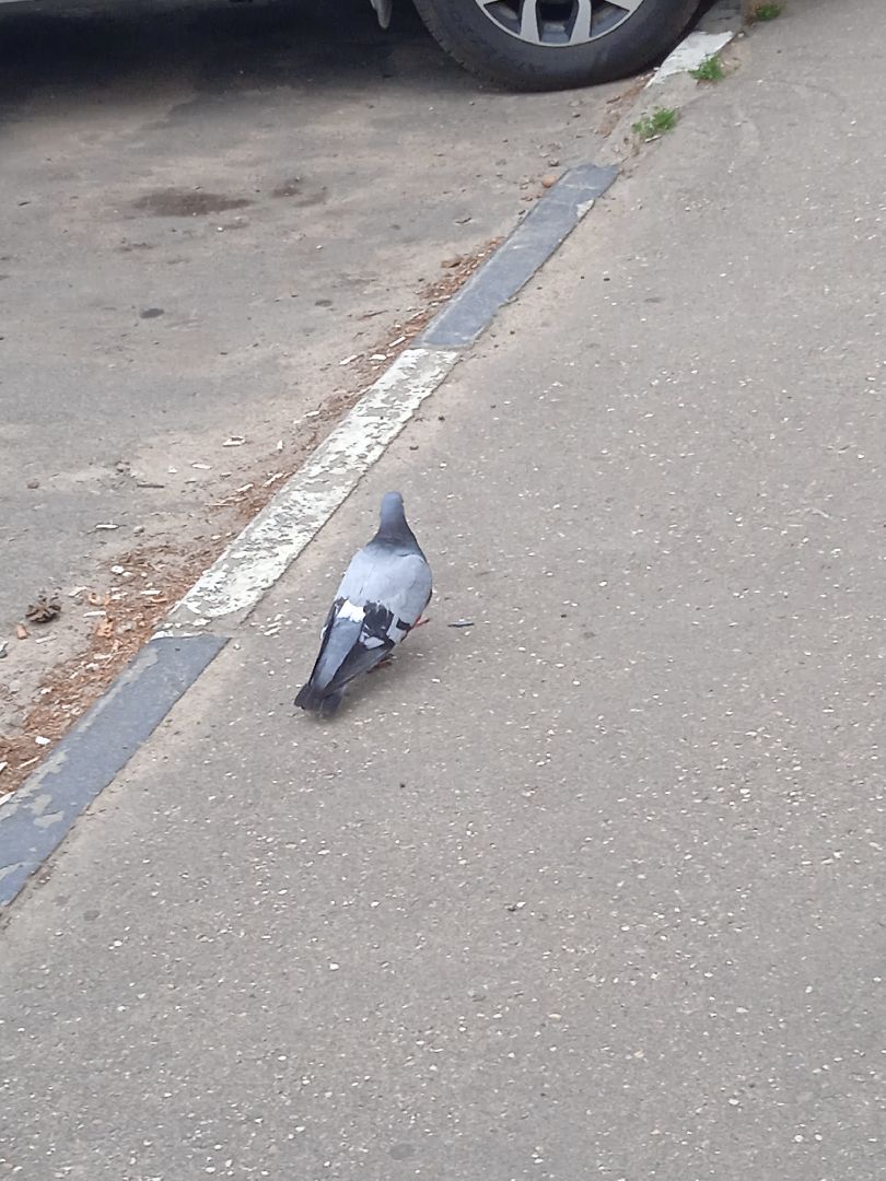 птичий, грипп, вирус, птицы, голуби, чайки, H5