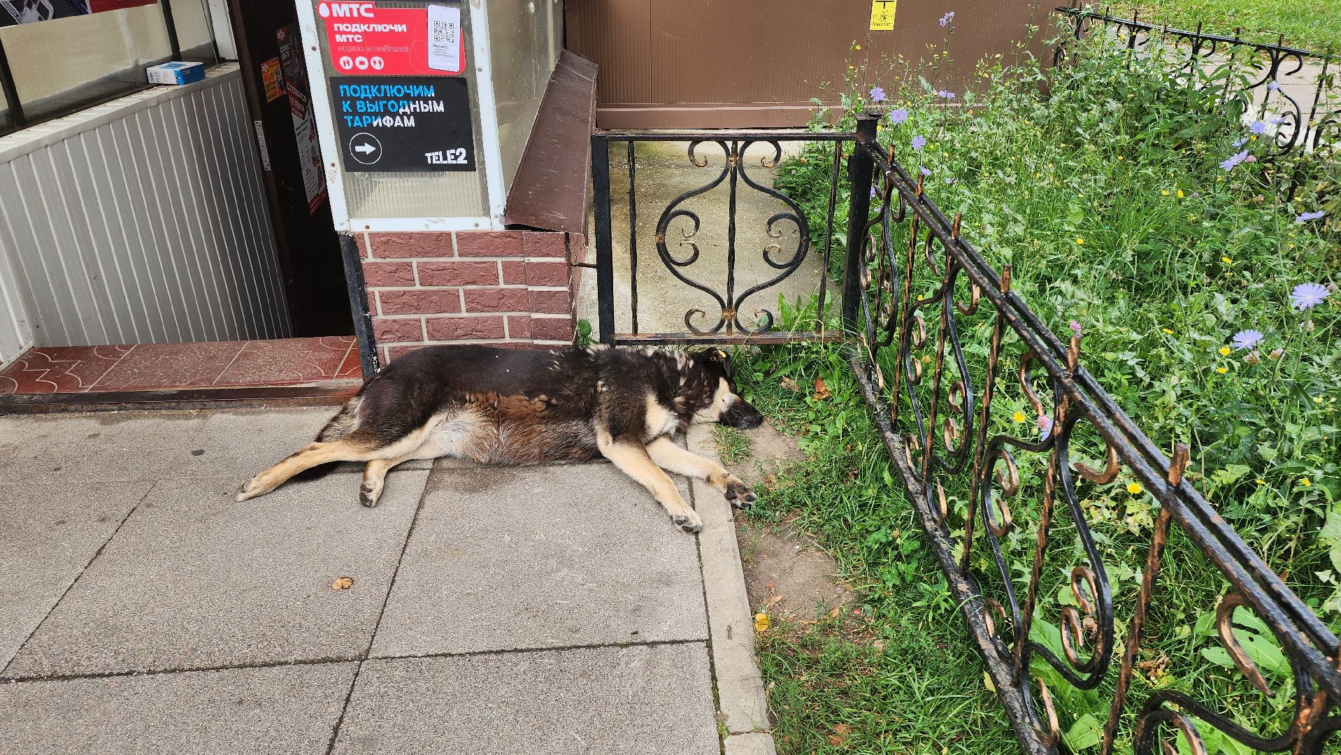 Кашира, бешенство, Сорокино, кошка, лиса