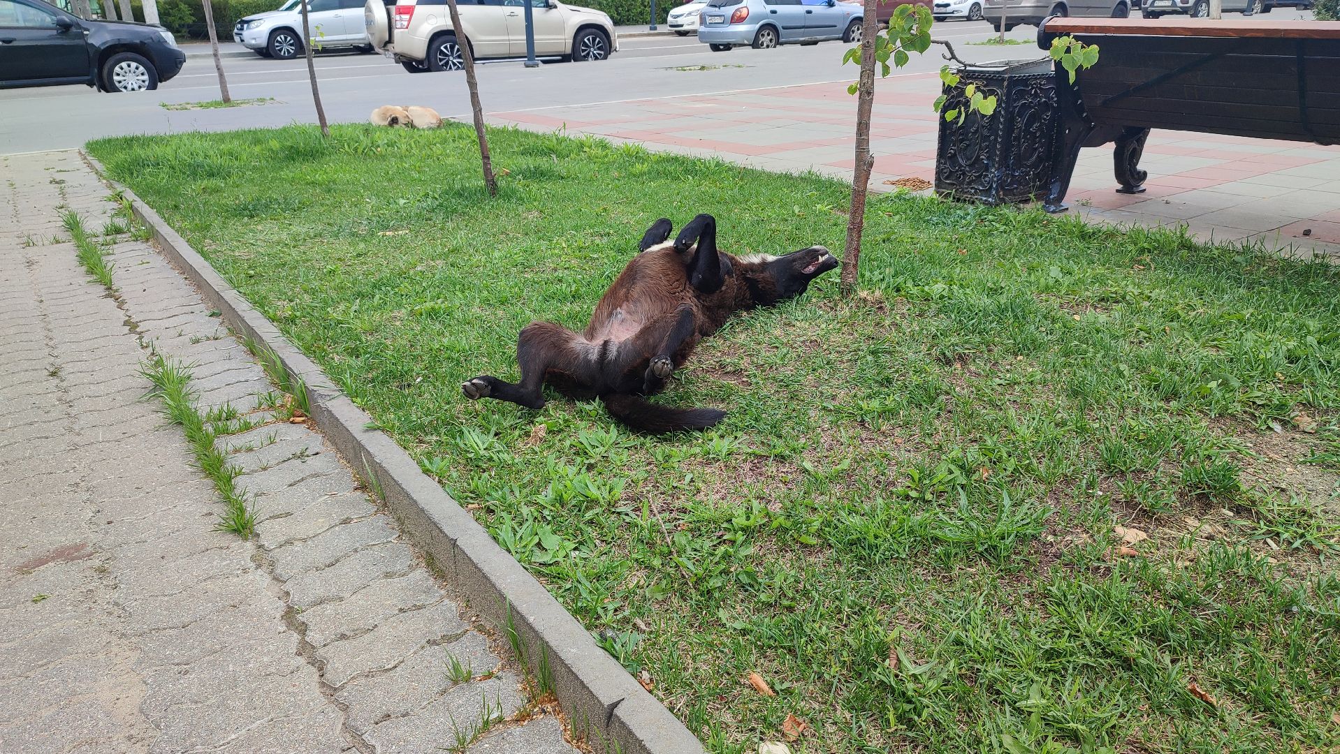 Кашира, бешенство, Сорокино, кошка, лиса