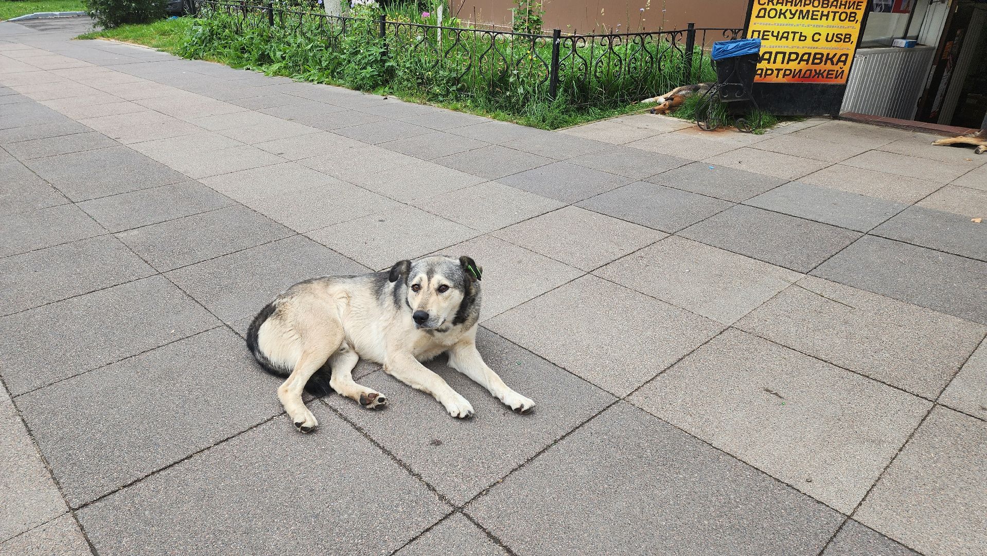 Кашира, бешенство, Сорокино, кошка, лиса