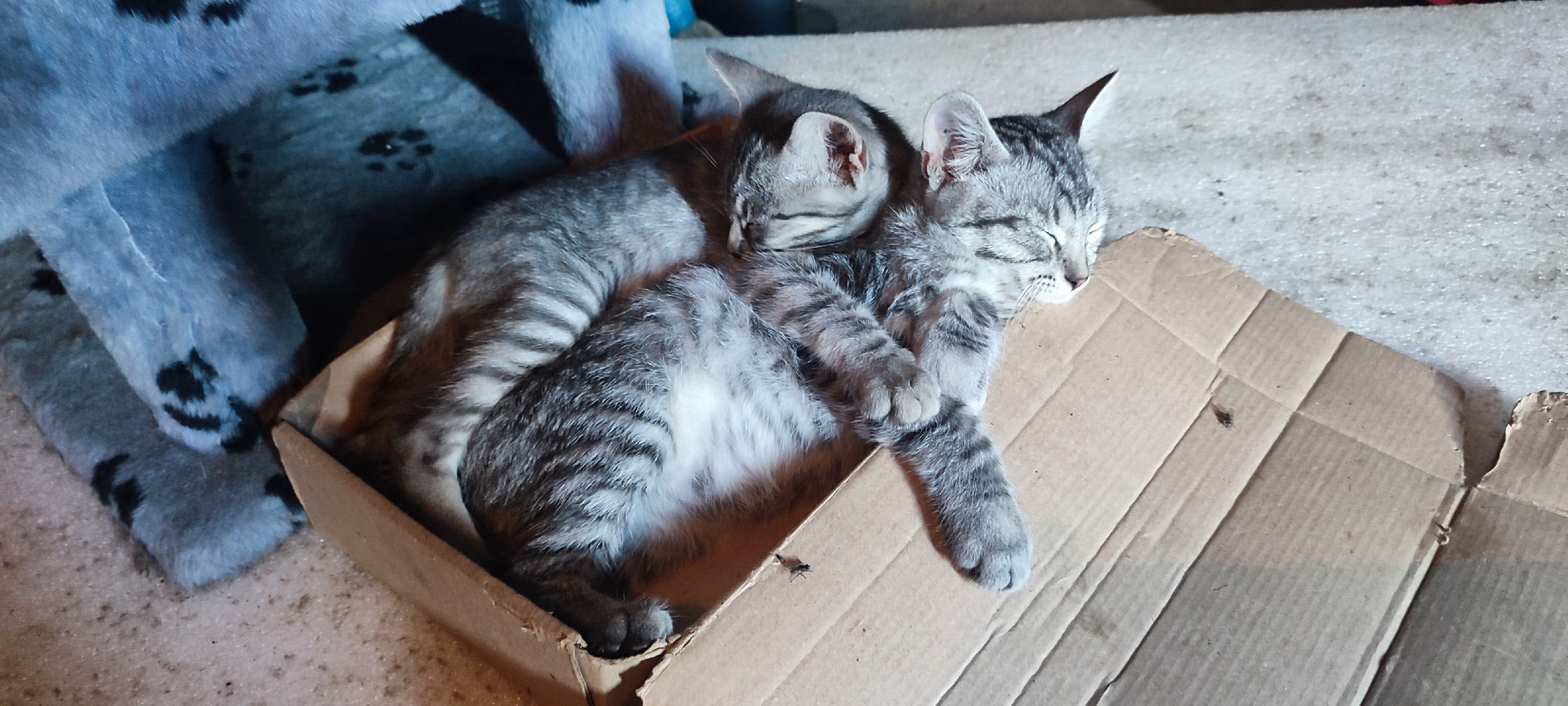 Кашира, бешенство, Сорокино, кошка, лиса