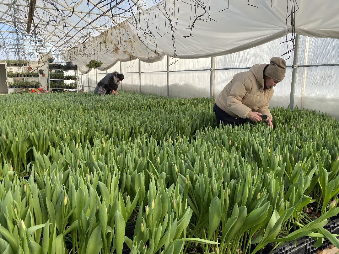 Чехов, флорист, букет, 8 марта, тюльпаны