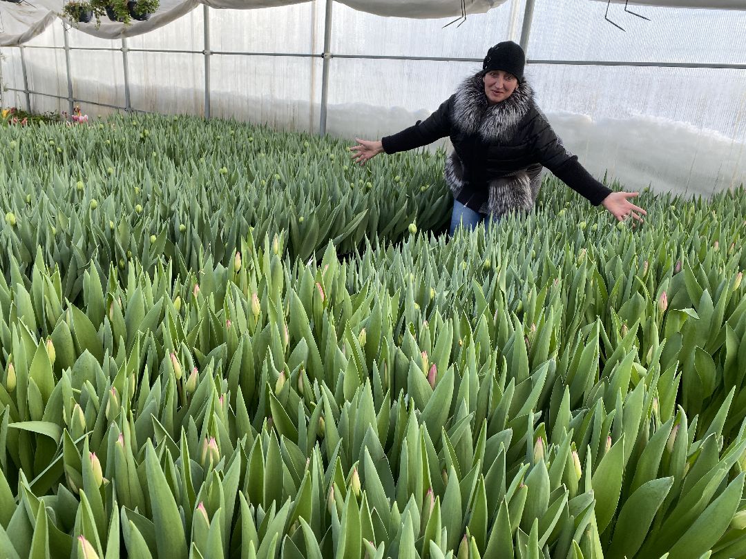 Чехов, флорист, букет, 8 марта, тюльпаны