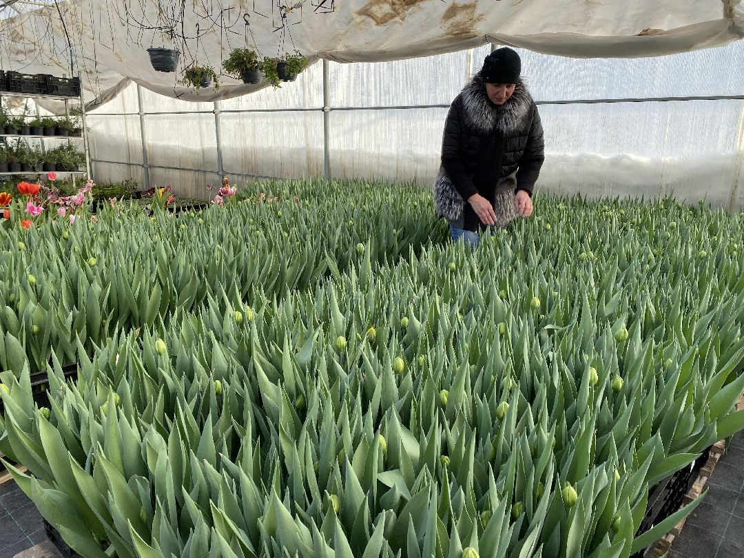 Чехов, флорист, букет, 8 марта, тюльпаны