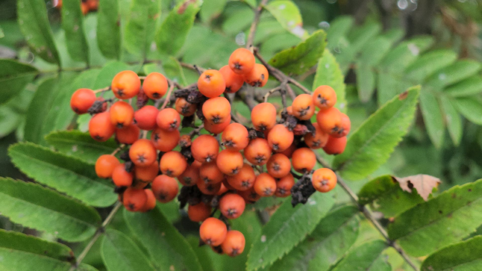 Пушкино, благоустройство, ЖКХ, люди, общество, Пушкинский округ