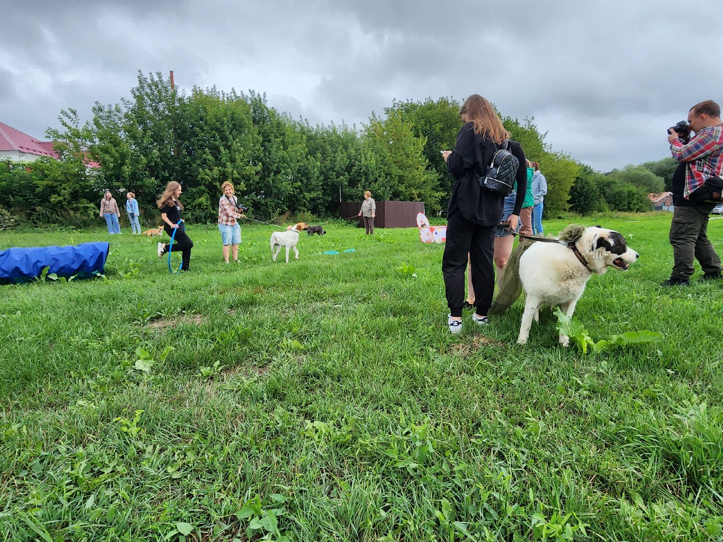 серпухов, принарский парк, день дворняжки, собаки, волонтеры, доброе дело,