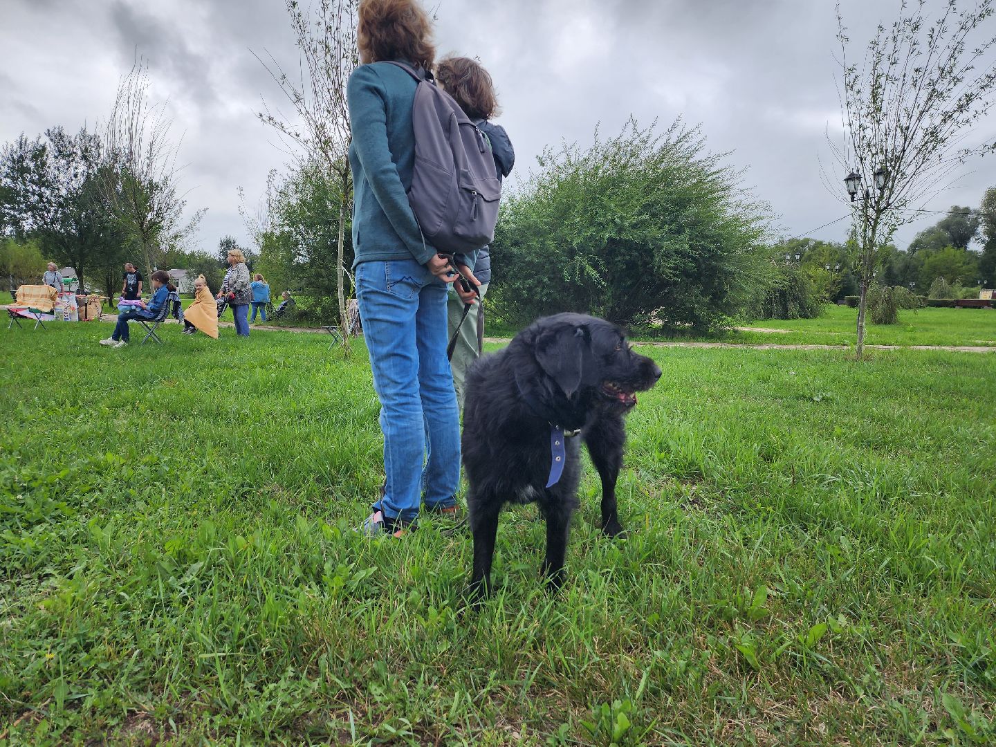 серпухов, принарский парк, день дворняжки, собаки, волонтеры, доброе дело,
