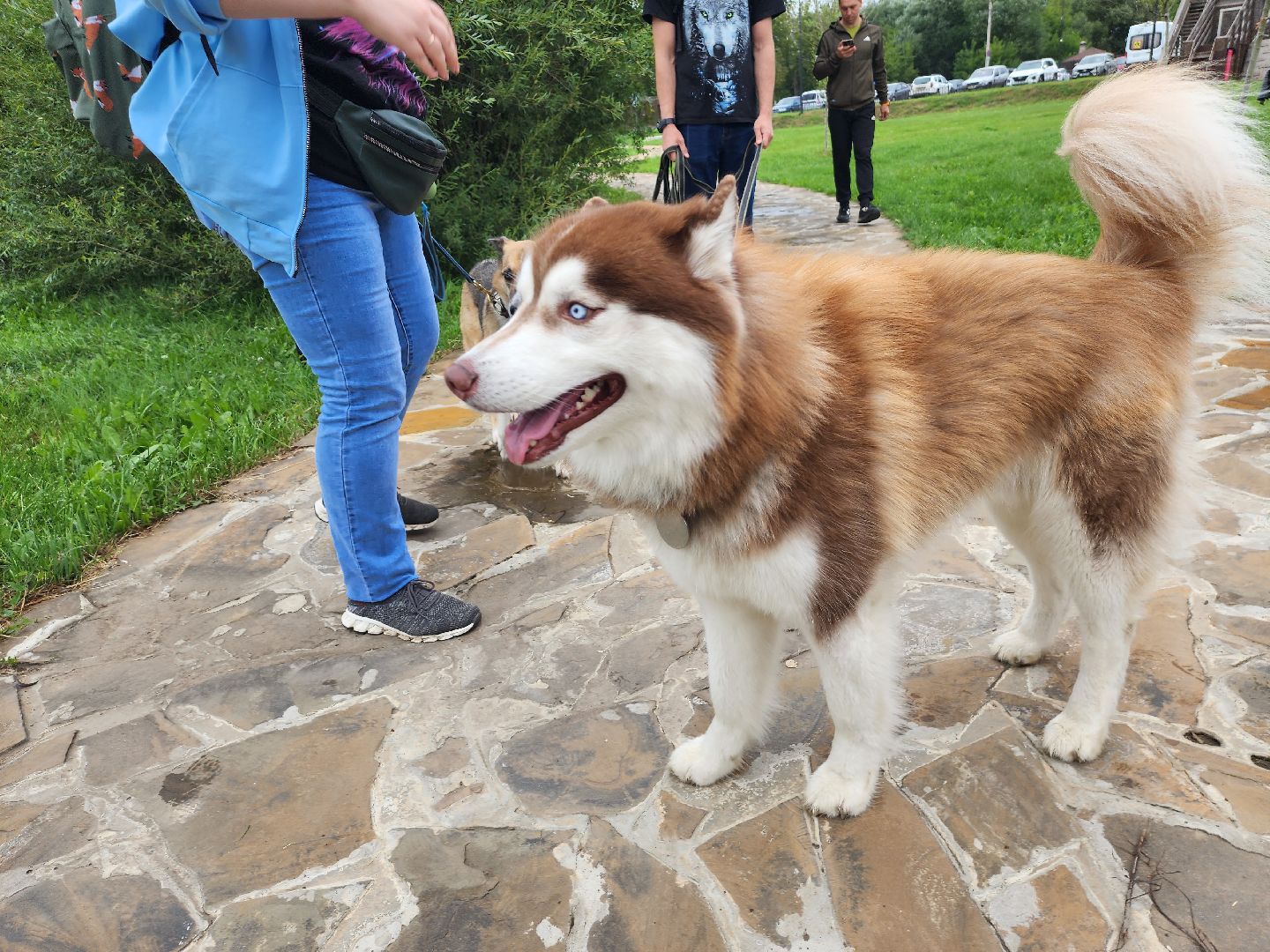 серпухов, принарский парк, день дворняжки, собаки, волонтеры, доброе дело,