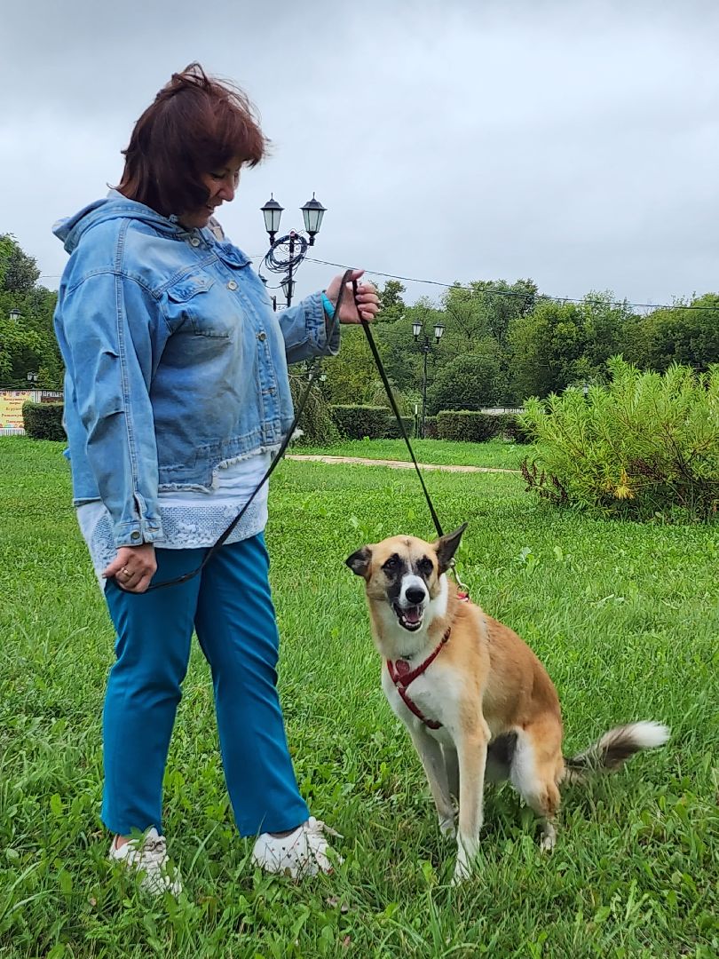 серпухов, принарский парк, день дворняжки, собаки, волонтеры, доброе дело,