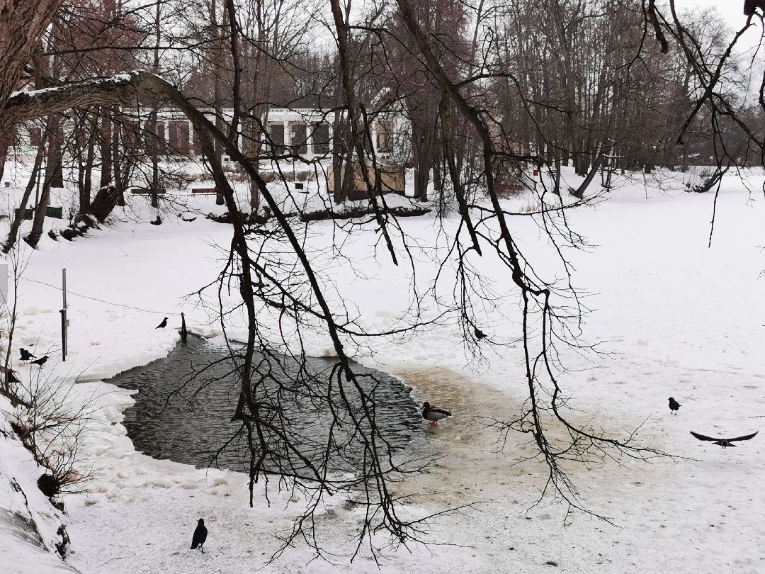 Плодольск Спецоперация