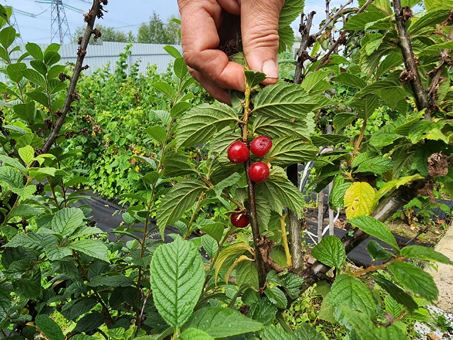 Красноармейск, Пушкинский, деревня, сад, огород, активное долголетие