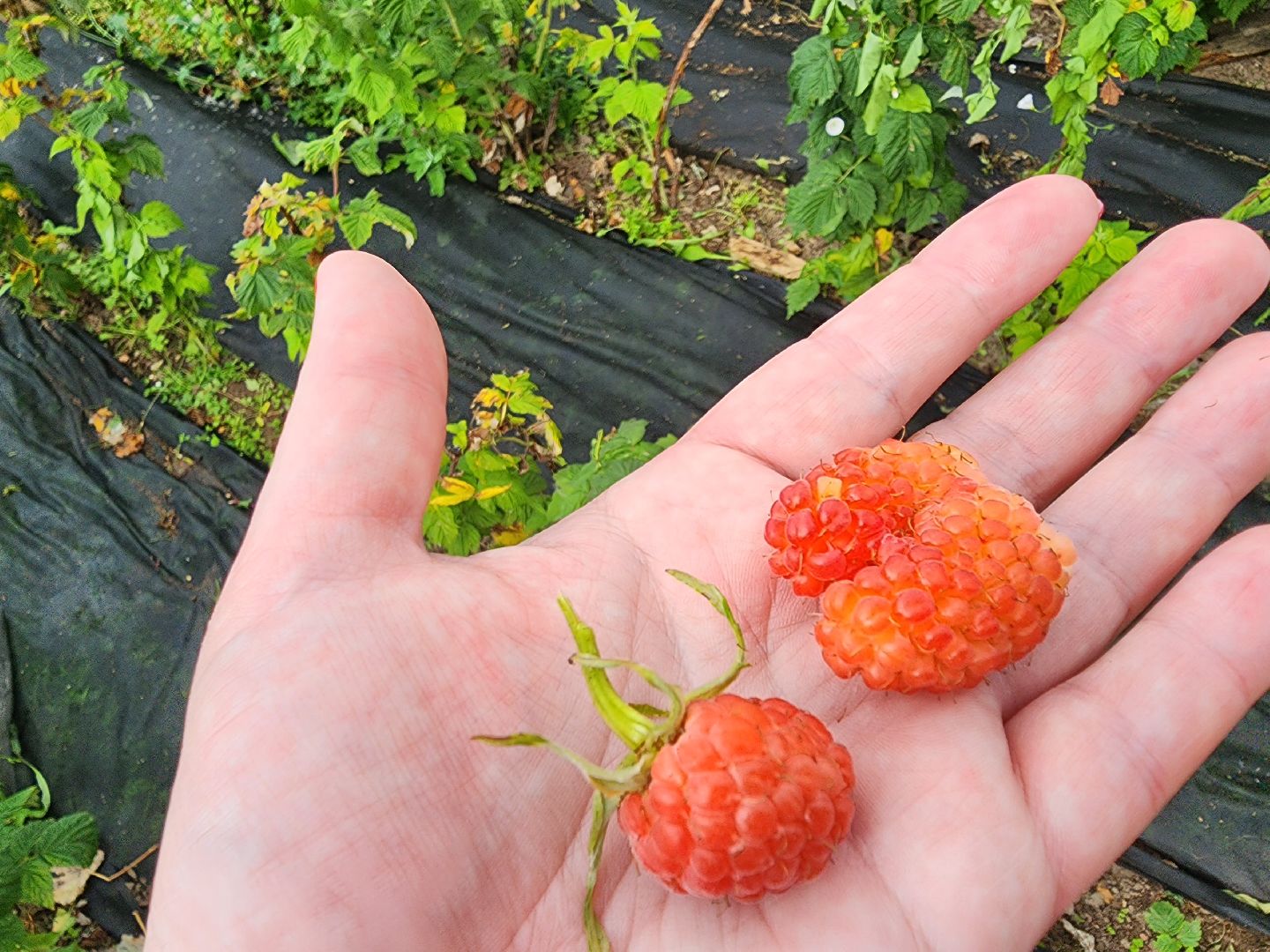 Красноармейск, Пушкинский, деревня, сад, огород, активное долголетие