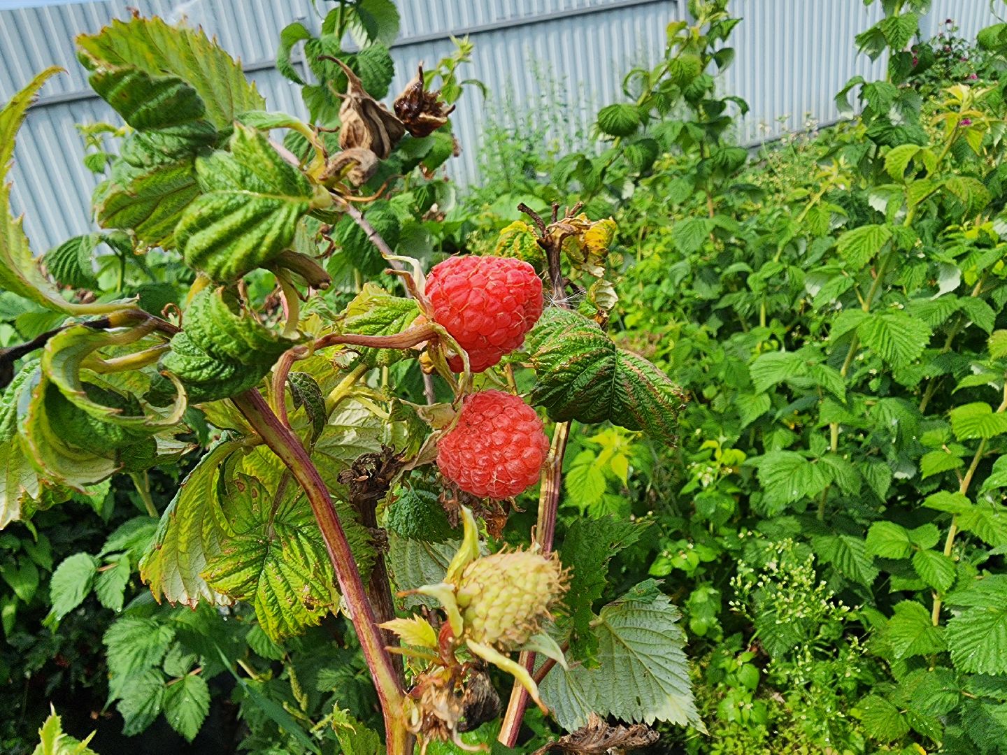 Красноармейск, Пушкинский, деревня, сад, огород, активное долголетие