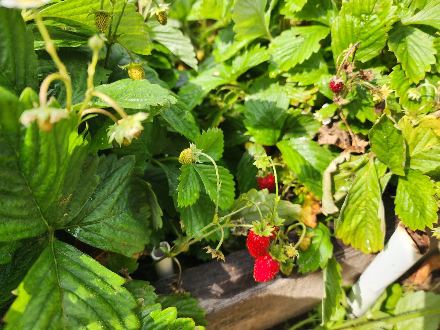 Красноармейск, Пушкинский, деревня, сад, огород, активное долголетие